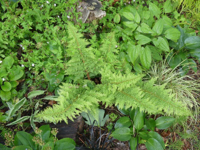 2022-05-28 Polystichum setiferum 'Plumosum Selection'.jpg