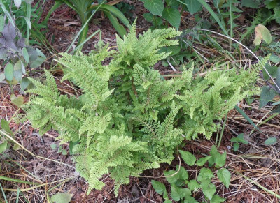 2022-05-28 Polystichum setiferum 'Rotundatum Cristatum'.jpg