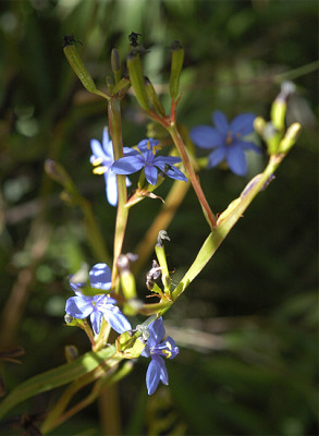 _unbek_lanka.jpg