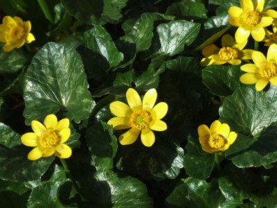 DSCF6372.jpg