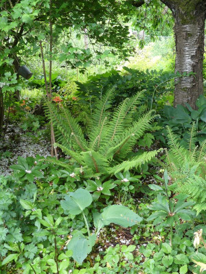 2022-05-28 Polystichum setiferum 2.jpg