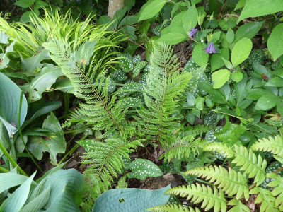 2022-05-28 Polystichum setiferum 'Green Lace' 1.jpg