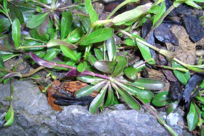 Blattrosette2.JPG