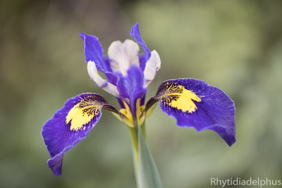 Iris_Ray_Jeffs_1737_800_sRGB.jpg