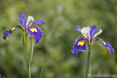 Iris_Ray_Jeffs_1562_800_sRGB.jpg