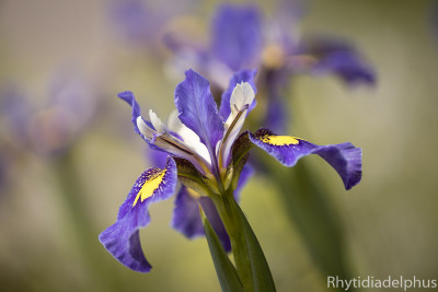 Iris_Ray_Jeffs_1930_800_sRGB.jpg