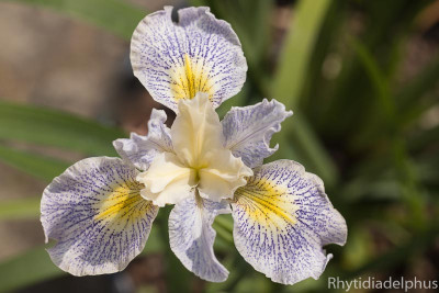 Iris_Elfenkind_0867_800_sRGB.jpg