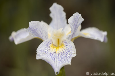 Iris_Elfenkind_1129_800_sRGB.jpg