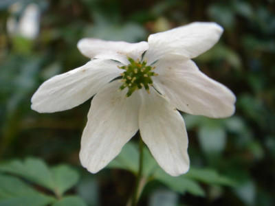 Anemone_nemorosa_Bronzeblatt_Blute.JPG