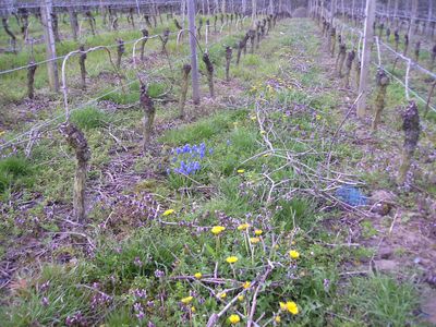 Blumen_im_Wengert.jpg