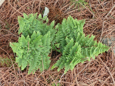 2022-05-29 Polystichum setiferum 'Weihenstephan' 1.jpg