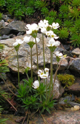 Androsace_carnea_briganthiaca_011.jpg