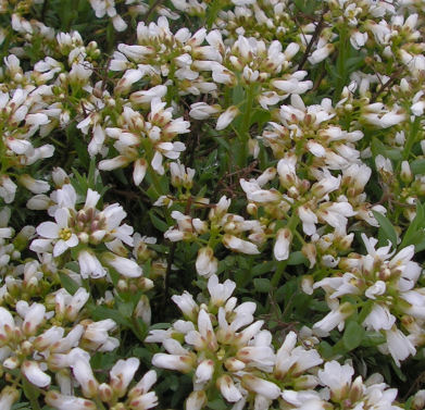Thlaspi_iberideum_033.jpg