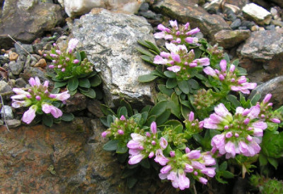 Thlaspi_bellidifolium_012.jpg