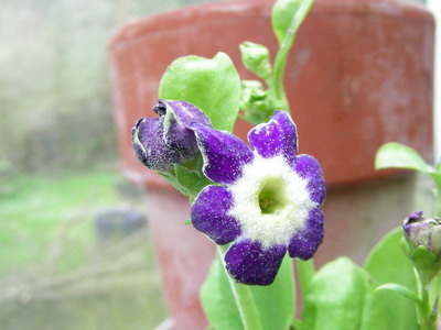 Star_Flowers_DSCN1716_Bildgroe_andern.jpg
