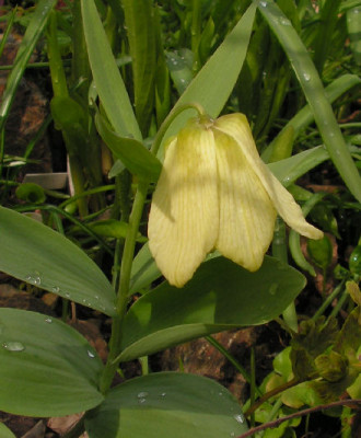 Fritillaria_pallidiflora_005.jpg