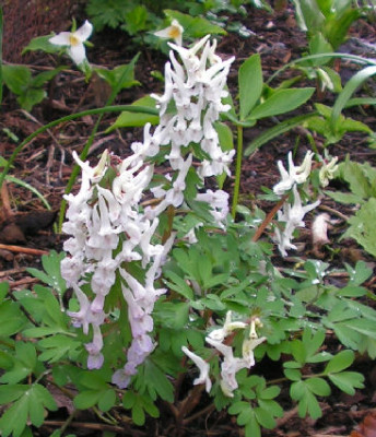 Corydalis_solida_Opal_Like_013.jpg