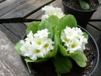 Old_White_Dusty_Miller_DSCN1753.jpg