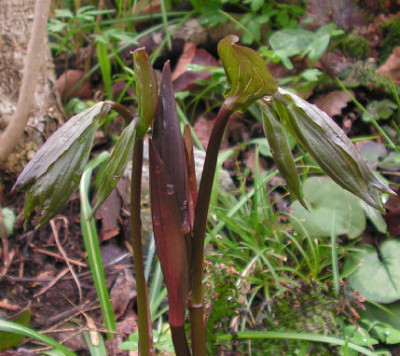 Disporum_lanuginosum_007.jpg
