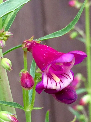 2022-05-29 penstemon.jpg
