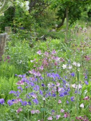 2022-05-29 Gartenimpressionen 1.jpg