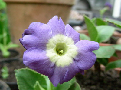 Wedgewood_DSCN1713_Bildgroe_andern.jpg