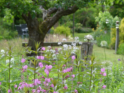 2022-05-29 Gartenimpressionen 3.jpg