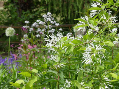 2022-05-29 Gartenimpressionen 5.jpg