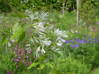2022-05-29 Gartenimpressionen 6.jpg