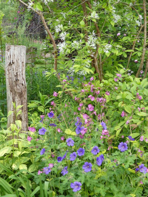 2022-05-29 Gartenimpressionen 7.jpg