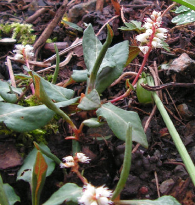 Polygonum_tenuicaule_019.jpg