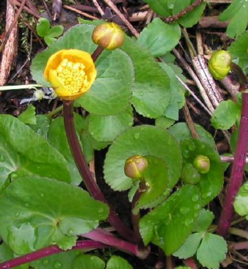 Caltha_Goldschale_016.jpg