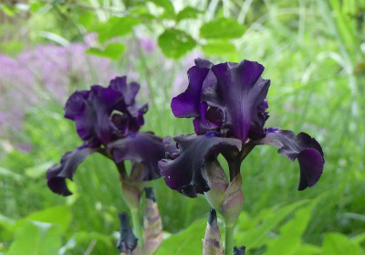 2022-05-28 Iris 'Superstition' 2.jpg