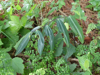 2022-05-29 Polygonatum nodosum 1.jpg