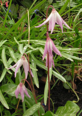 Erythronium_hendersonii_008.jpg