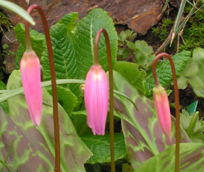 Erythronium_revolutum_002.jpg