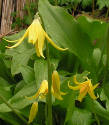 Erythronium_tuolumnense_024.jpg