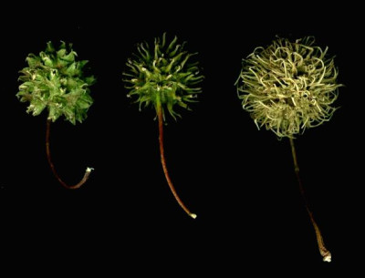 Liquidambar_orientalis_styraciflua_formosana_Fruchte_1.jpg