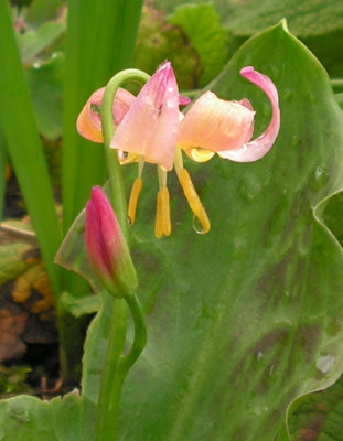 Erythronium_Jeannine_014.jpg