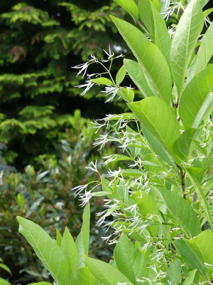 2022-05-30 Chionanthus virginicus 1.jpg