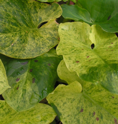 Arum_italicum_Miss_Janay_hall_023.jpg