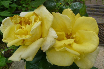 Unbekannte Rose.jpg