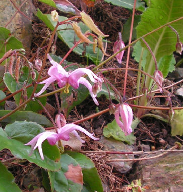 Epimedium_brachyrrhizum_027.jpg