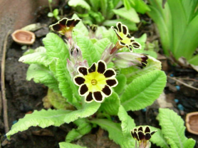 Primula_Silver_Laces_DSCN1723.jpg