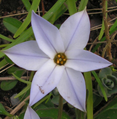 Ipheion_uniflorum_Wisley_Blue_020.jpg