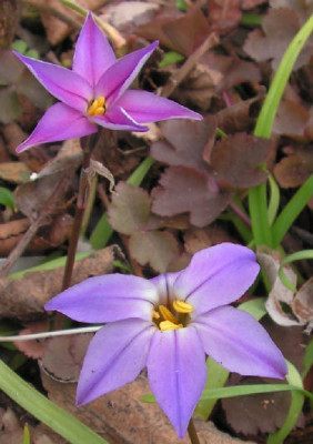 Ipheion_uniflorum_Froyle_Mill_019.jpg