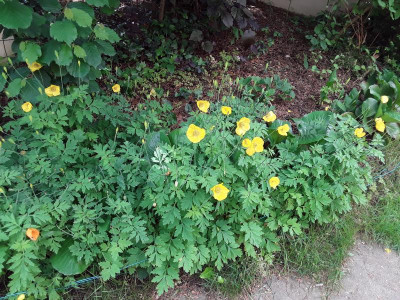 Papaver.jpg