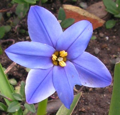 Ipheion_Jessie_021.jpg