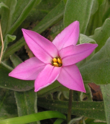 Ipheion_uniflorum_Charlotte_Bishop_017.jpg