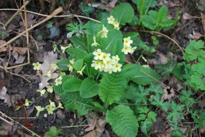 Primula_Finkenopfer.jpg